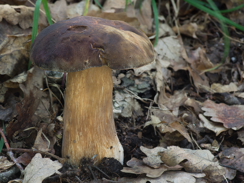 Boletus aereus